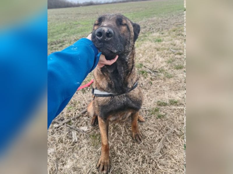 Malinois Brita ❤️ sucht aktive Familie