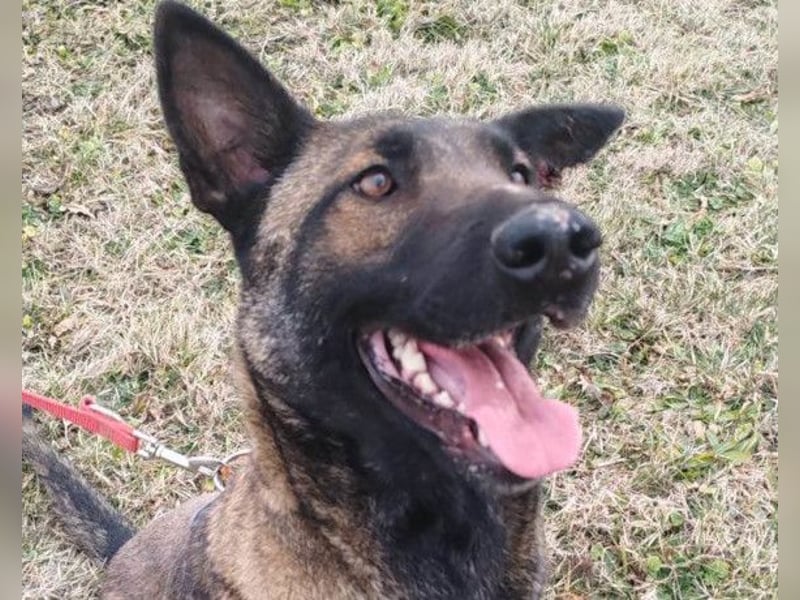 Malinois Brita ❤️ sucht aktive Familie