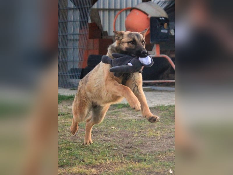 Ivo-BR – Kluger, aktiver Malinois-Rüde sucht erfahrenes Zuhause mit Köpfchen
