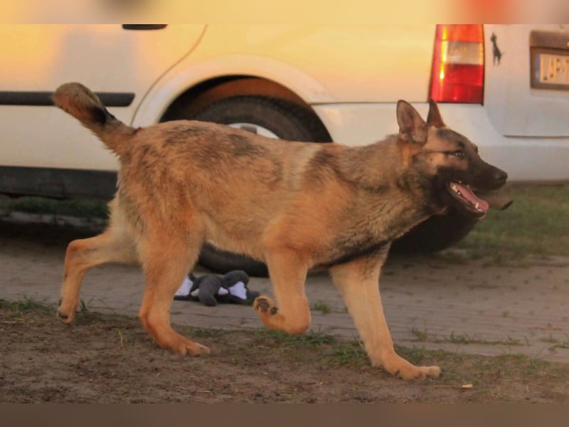 Ivo-BR – Kluger, aktiver Malinois-Rüde sucht erfahrenes Zuhause mit Köpfchen