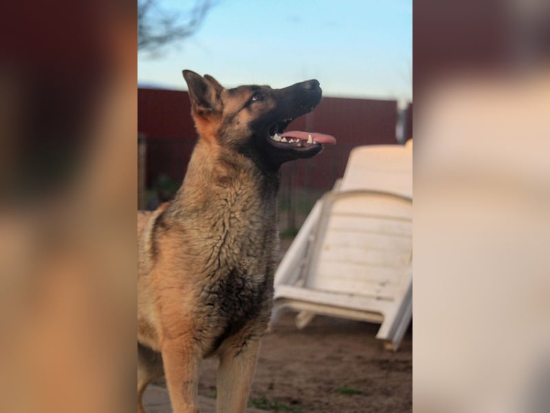 Ivo-BR – Kluger, aktiver Malinois-Rüde sucht erfahrenes Zuhause mit Köpfchen