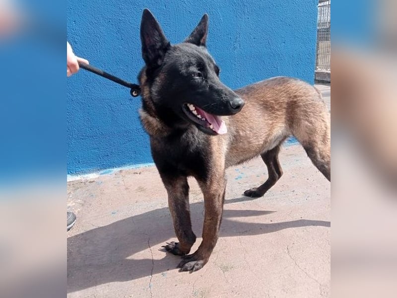 Muffy, feiner Malinois Rüde mit besten Manieren sucht aktives zuhause