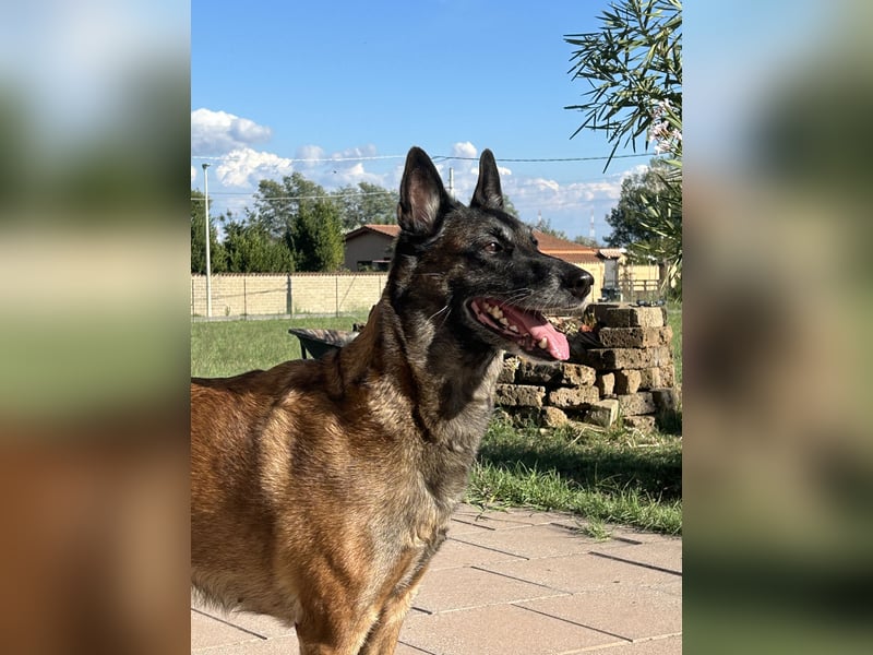 Malinois