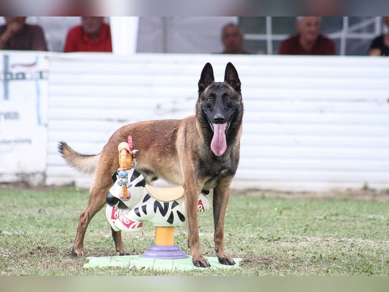 Malinois
