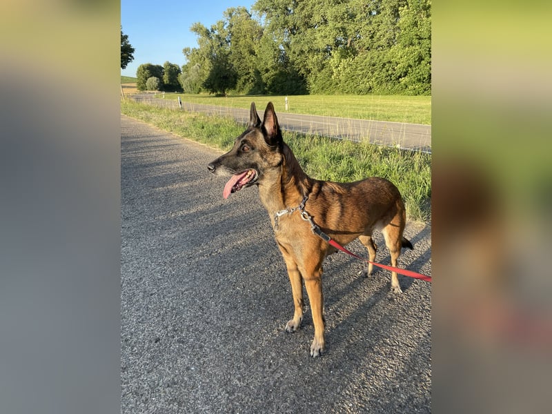 Malinois