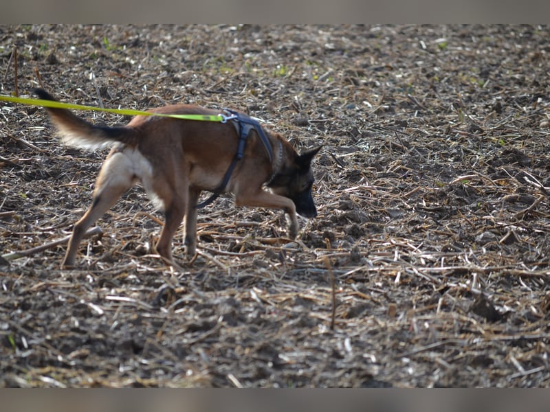 Malinois