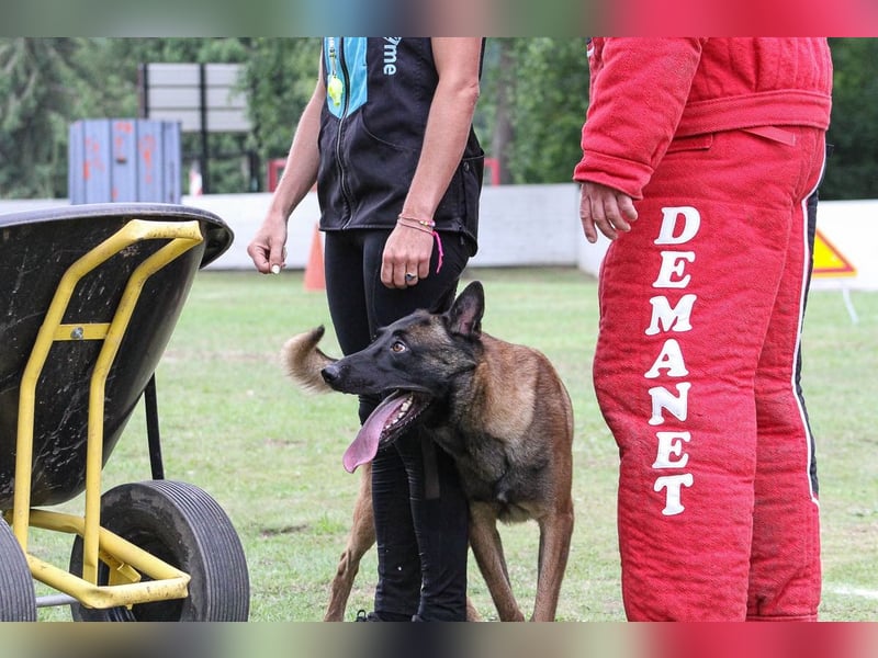 Malinois