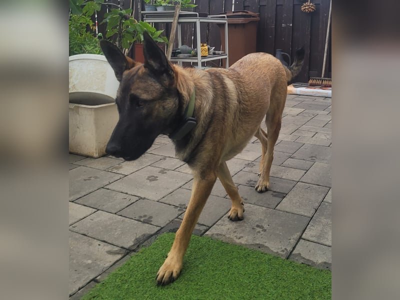 Nala - in 50127 Bergheim auf Pflegestelle