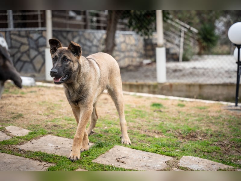 Nala - in 50127 Bergheim auf Pflegestelle