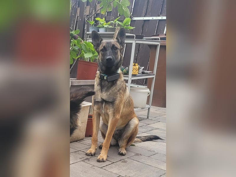 Nala - in 50127 Bergheim auf Pflegestelle