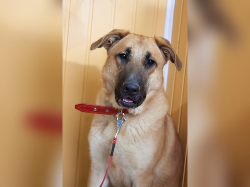 Junge hübsche Leia sucht Familie