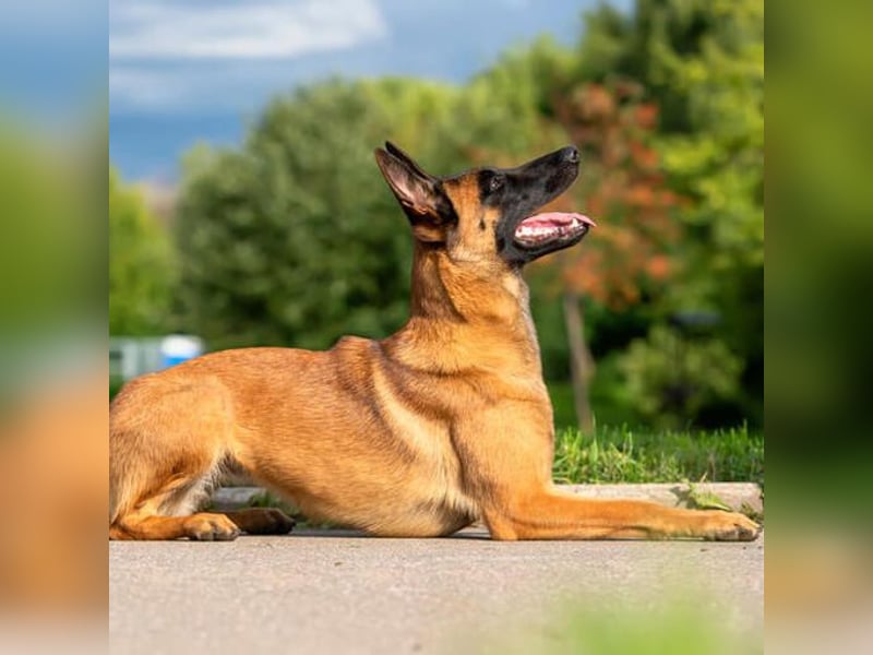 Suche einen Malinois oder X-Herder