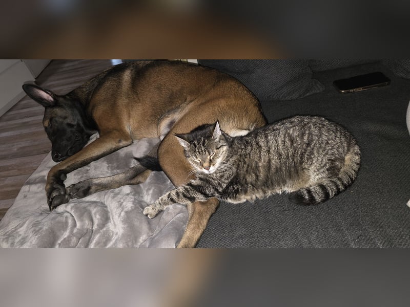 Malinois, 3 Jahre, sucht hundeerfahrenes Zuhause für immer