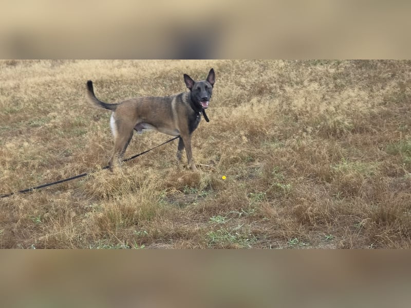 Malinois, 3 Jahre, sucht hundeerfahrenes Zuhause für immer
