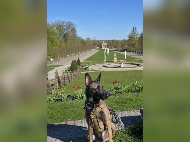 Malinois, 3 Jahre, sucht hundeerfahrenes Zuhause für immer