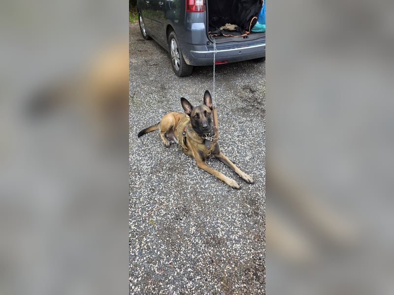 Malinois, 3 Jahre, sucht hundeerfahrenes Zuhause für immer