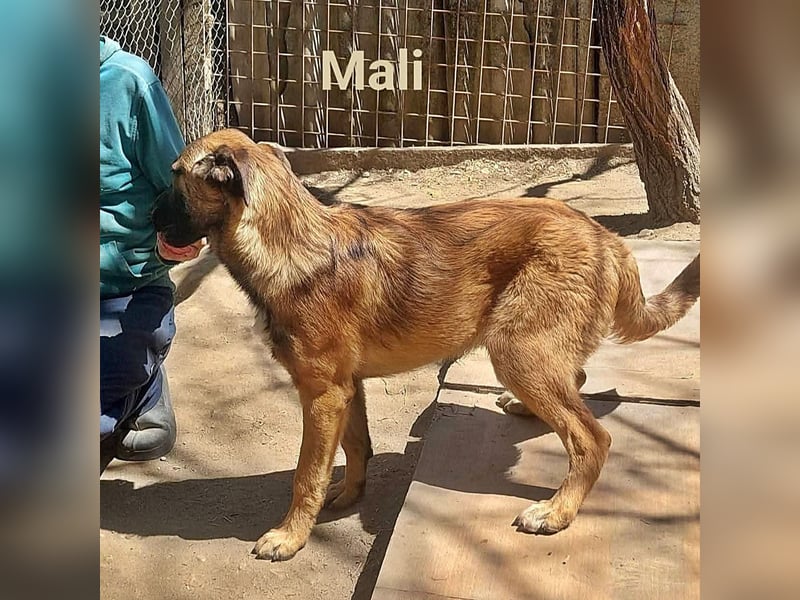 Mali, freundlich und lieb