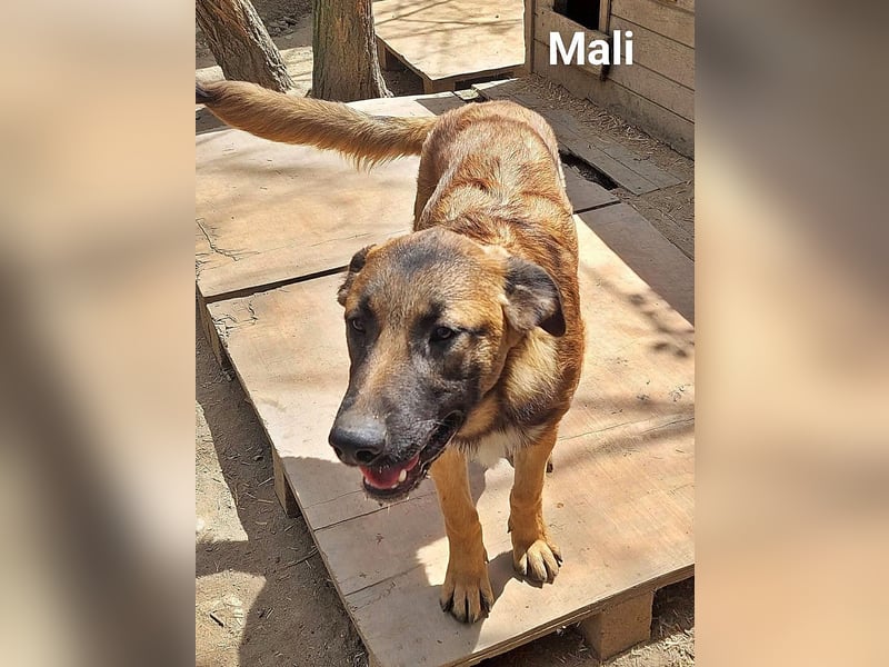 Mali, freundlich und lieb