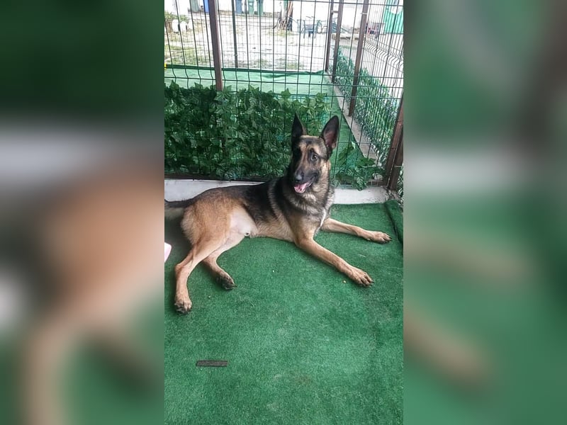 Bildhübscher JONNY-überaus freundlich,menschenbezogen, wartet sehnsüchtig auf sein Für-immer-Zuhause