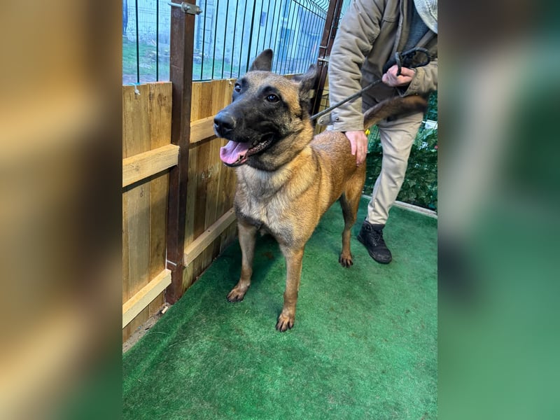 THOR-menschenfreundlicher, zutraulicher, lieber Bub wartet sehnsüchtig auf seine liebevolle Familie