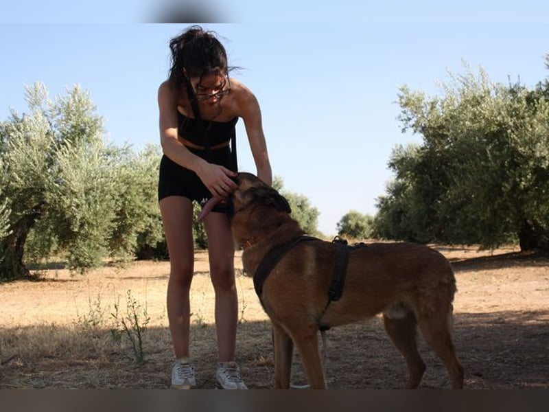 Edler IRAN -mit Herz aus Gold, freundlich, anhänglich, intelligent, treu sucht liebevolles Zuhause