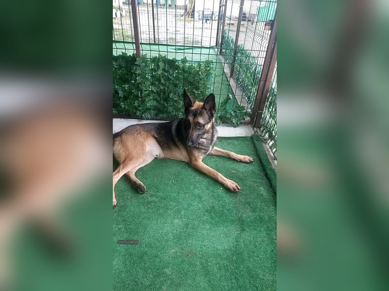 Bildhübscher JONNY-überaus freundlich,menschenbezogen, wartet sehnsüchtig auf sein Für-immer-Zuhause