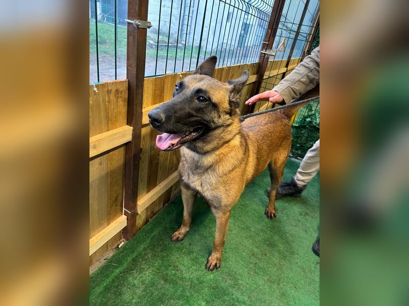 THOR-menschenfreundlicher, zutraulicher, lieber Bub wartet sehnsüchtig auf seine liebevolle Familie