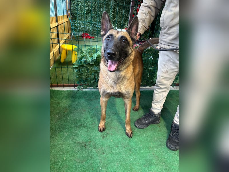 THOR-menschenfreundlicher, zutraulicher, lieber Bub wartet sehnsüchtig auf seine liebevolle Familie