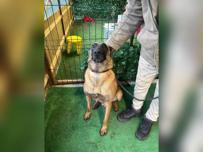 THOR-menschenfreundlicher, zutraulicher, lieber Bub wartet sehnsüchtig auf seine liebevolle Familie