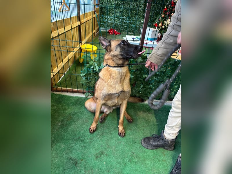 THOR-menschenfreundlicher, zutraulicher, lieber Bub wartet sehnsüchtig auf seine liebevolle Familie