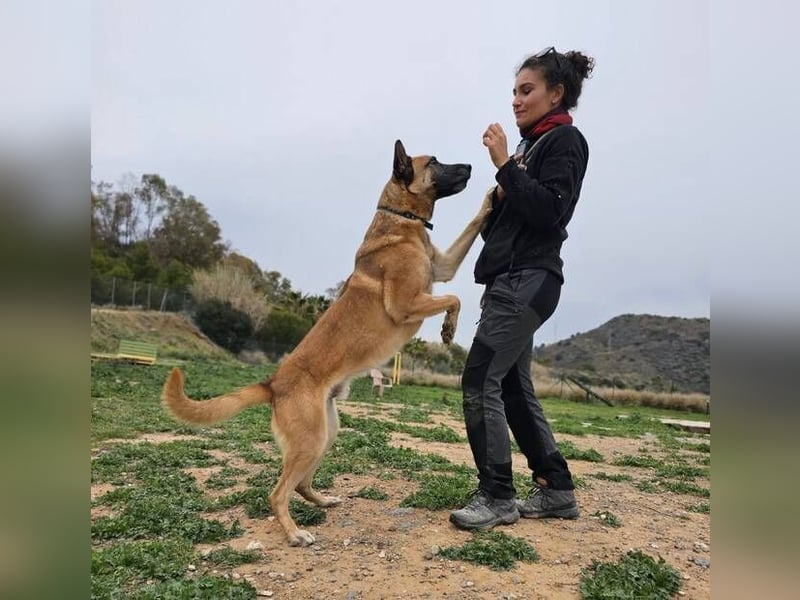 Rocky (Spanien) - stark, sensibel, besonders