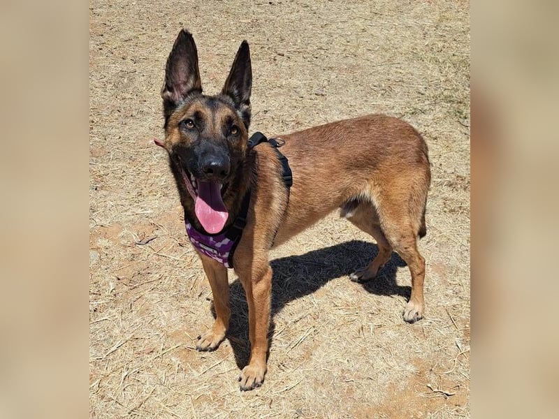 Levante (Spanien) - liebenswerter Junge sucht aktives Zuhause