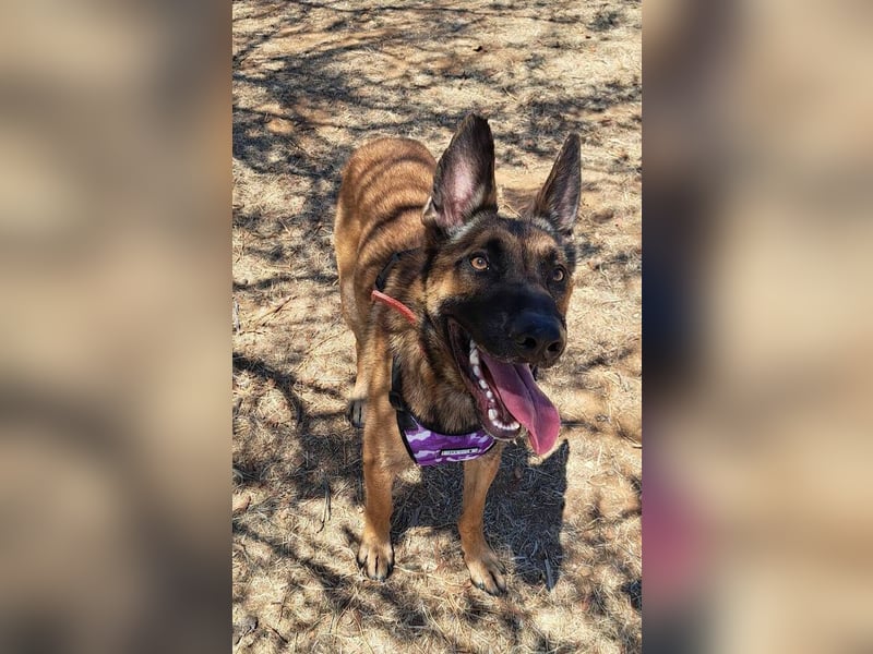 Levante (Spanien) - liebenswerter Junge sucht aktives Zuhause