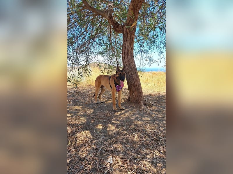 Levante (Spanien) - liebenswerter Junge sucht aktives Zuhause