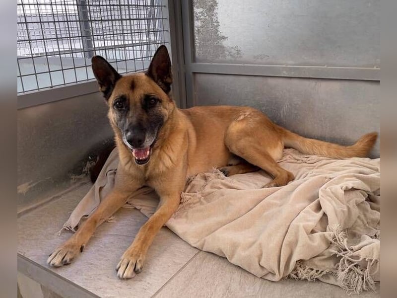 Rocky (Spanien) - stark, sensibel, besonders