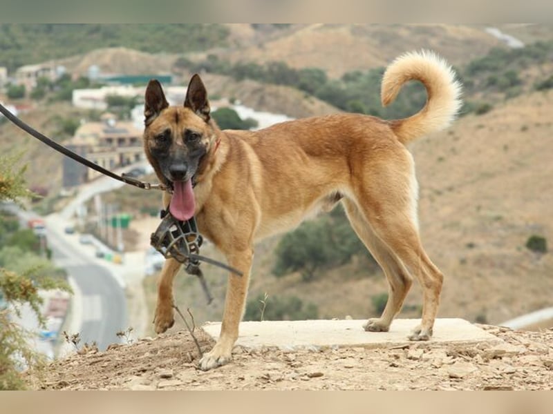 Rocky (Spanien) - stark, sensibel, besonders