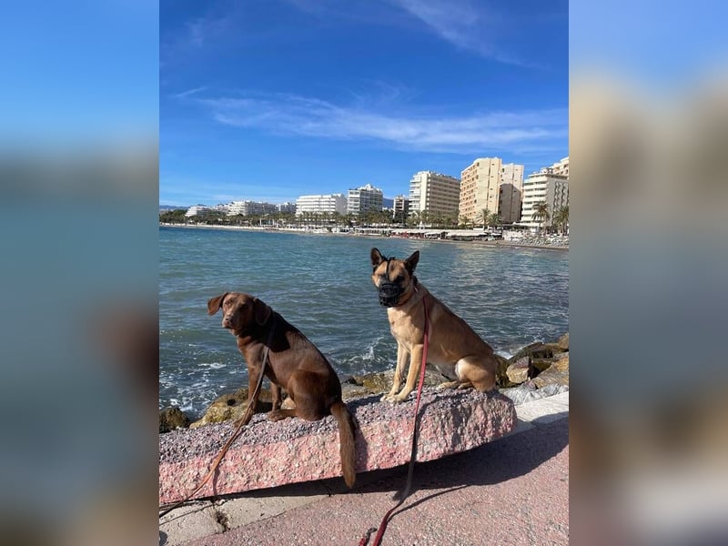 Rocky (Spanien) - stark, sensibel, besonders