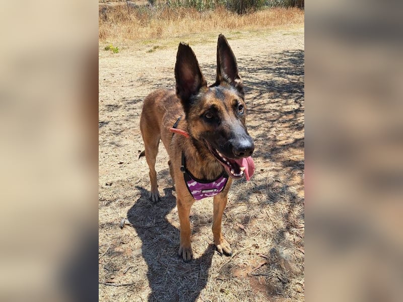 Levante (Spanien) - liebenswerter Junge sucht aktives Zuhause