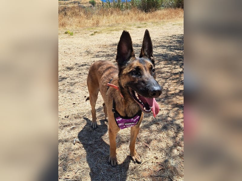 Levante (Spanien) - liebenswerter Junge sucht aktives Zuhause