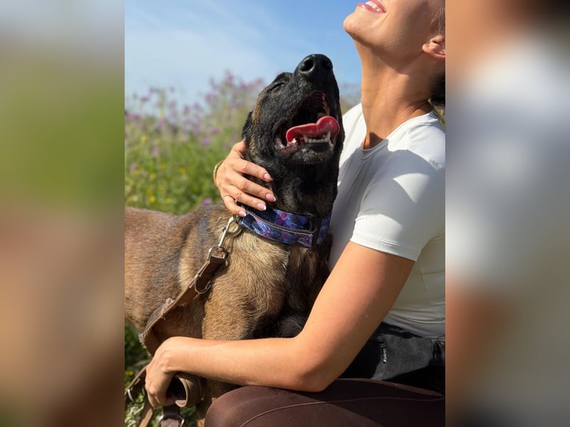 Cloe (Spanien) – bildschöne und arbeitsfreudige Hündin sucht erfahrene Menschen