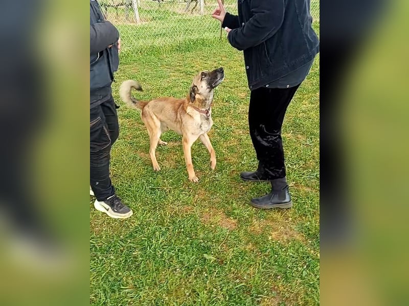 Ash sucht ein aktives Zuhause