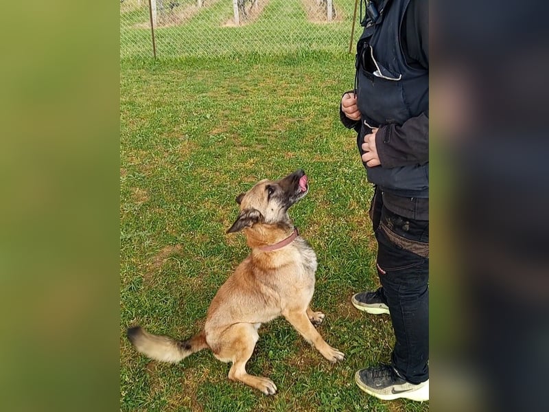 Ash sucht ein aktives Zuhause