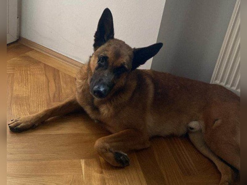 Malinois-Mix ROCKY wartet in 07806 Weira