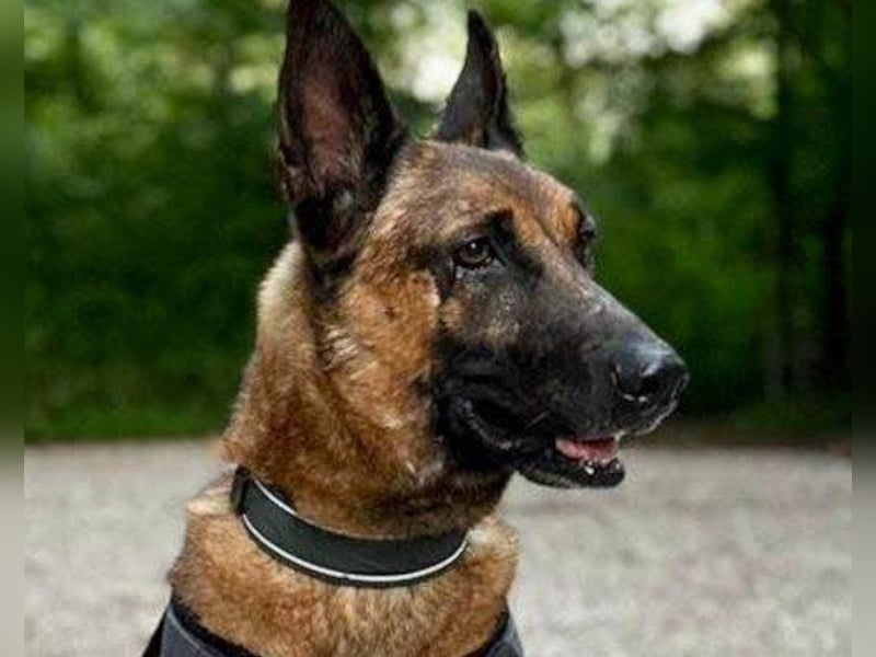 Malinois-Mix ROCKY wartet in 07806 Weira