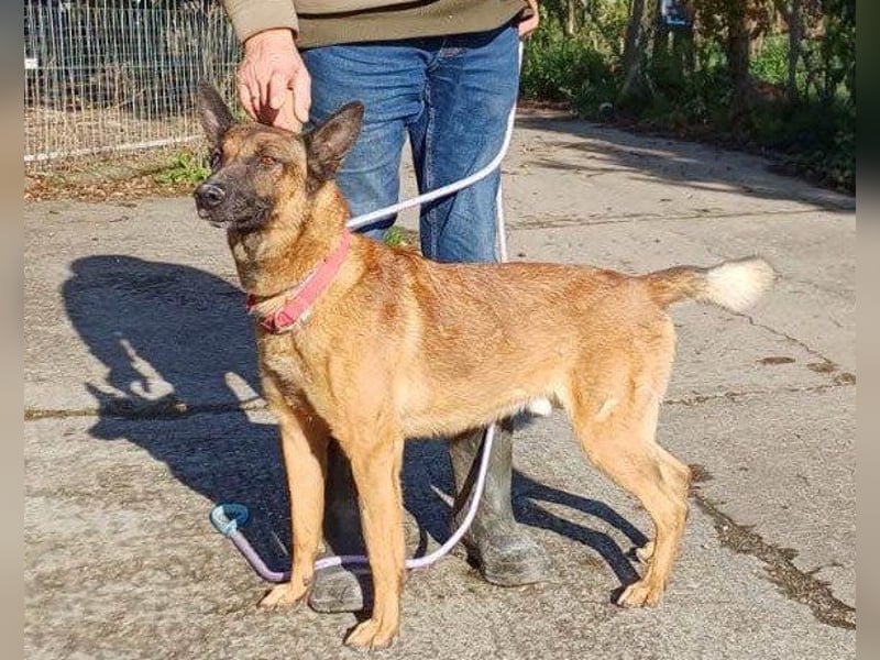 Malinois-Mix ROCKY wartet in 07806 Weira