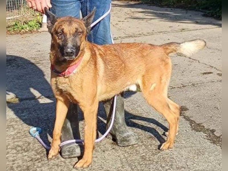 Malinois-Mix ROCKY wartet in 07806 Weira