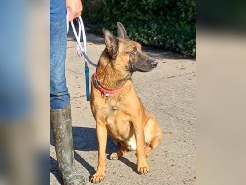 Malinois-Mix ROCKY wartet in 07806 Weira