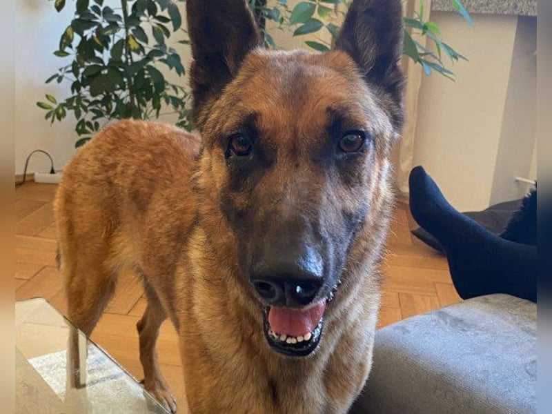 Malinois-Mix ROCKY wartet in 07806 Weira