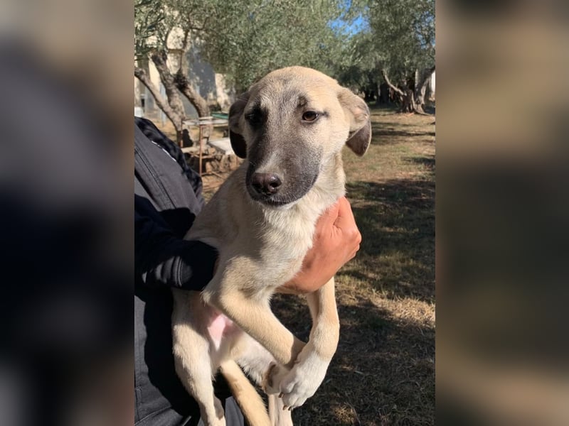 Pflegestelle gesucht: Benni - sportlich und verspielt