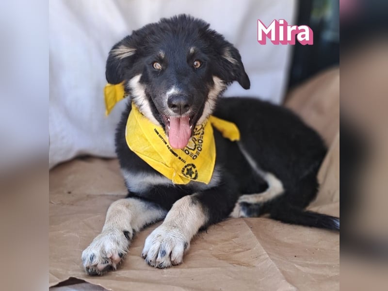 Mira, 03/26 - Malinois Mix sucht verantwortungsvolle Menschen